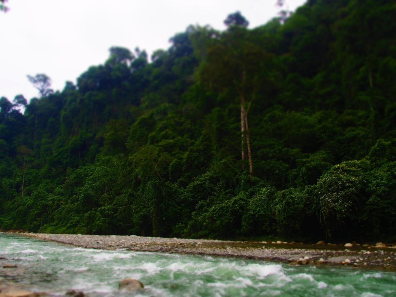 Thejungleguide - Lodges & Treks Bukit Lawang Luaran gambar