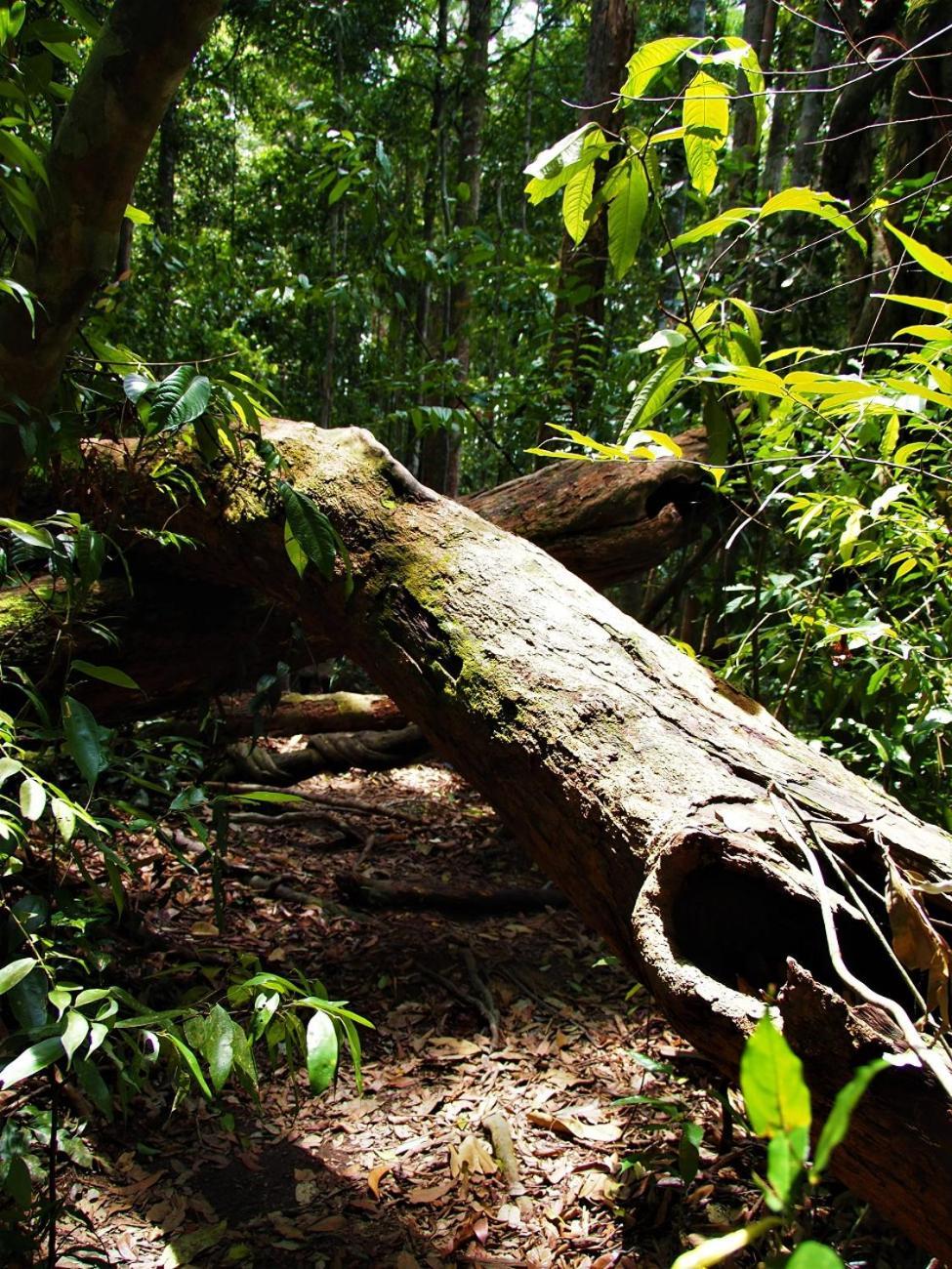 Thejungleguide - Lodges & Treks Bukit Lawang Luaran gambar