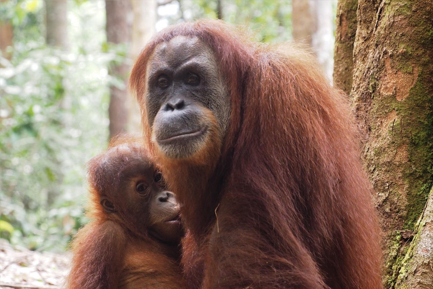 Thejungleguide - Lodges & Treks Bukit Lawang Luaran gambar