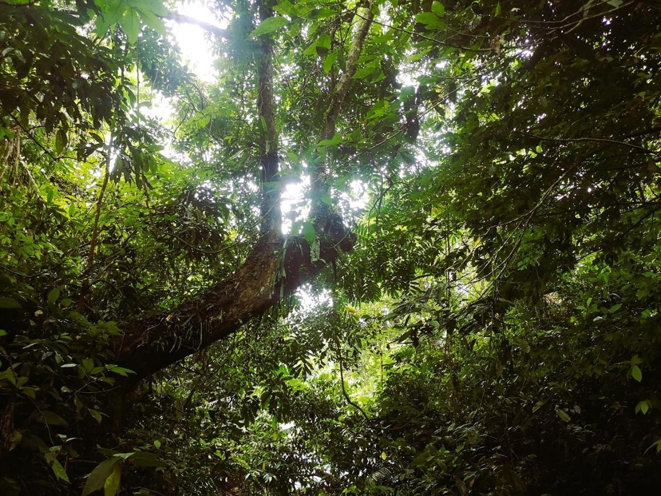 Thejungleguide - Lodges & Treks Bukit Lawang Luaran gambar