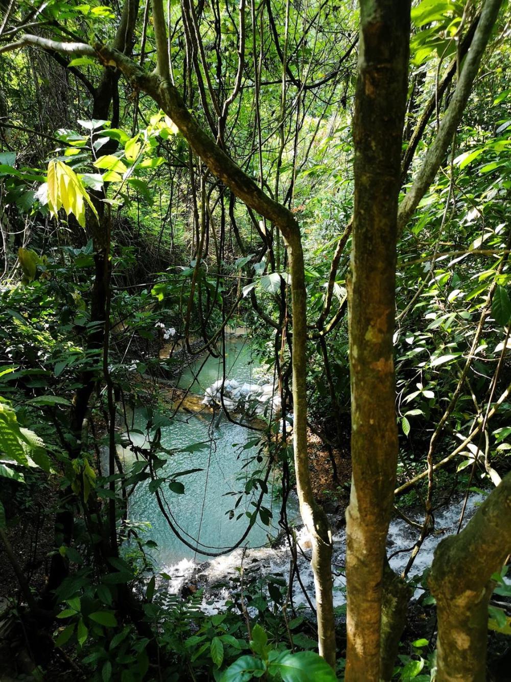Thejungleguide - Lodges & Treks Bukit Lawang Luaran gambar