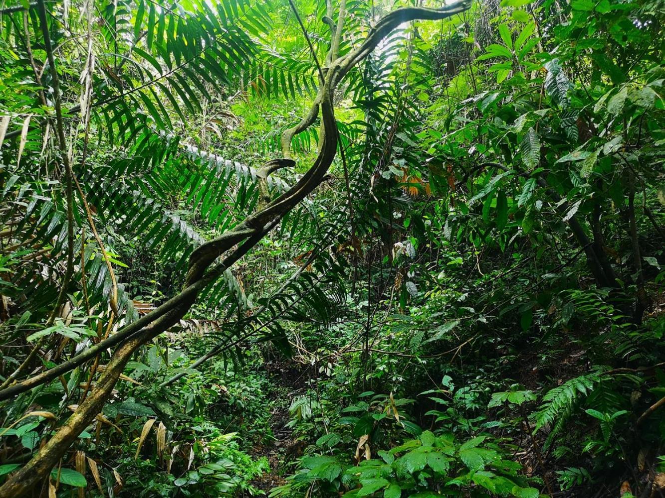 Thejungleguide - Lodges & Treks Bukit Lawang Luaran gambar