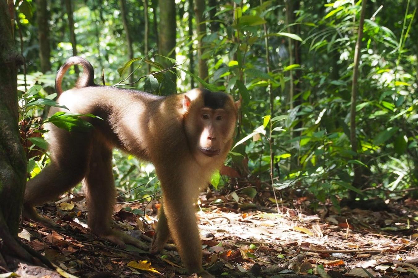 Thejungleguide - Lodges & Treks Bukit Lawang Luaran gambar