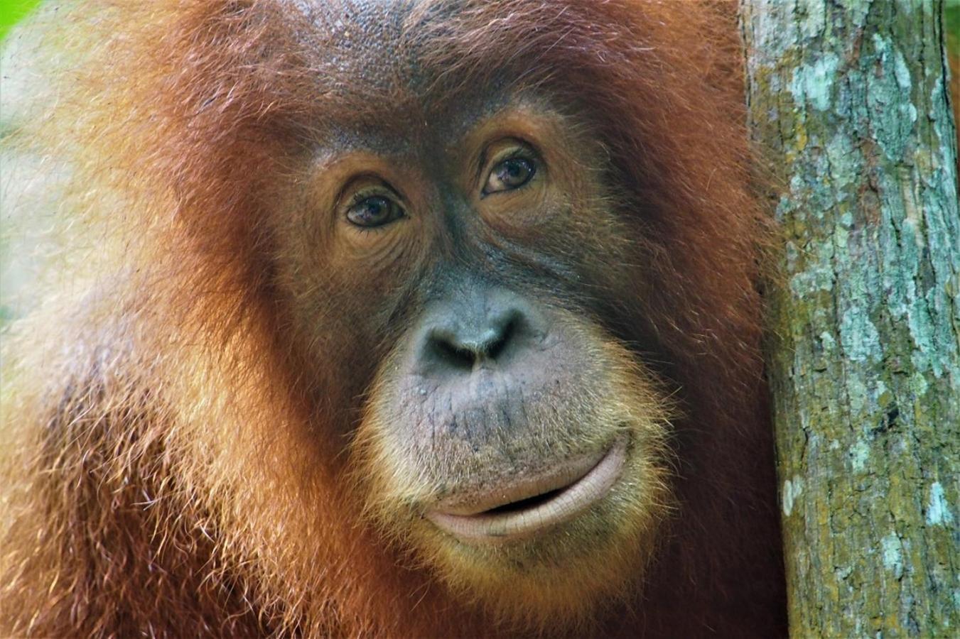 Thejungleguide - Lodges & Treks Bukit Lawang Luaran gambar