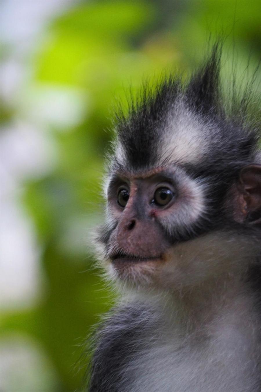 Thejungleguide - Lodges & Treks Bukit Lawang Luaran gambar