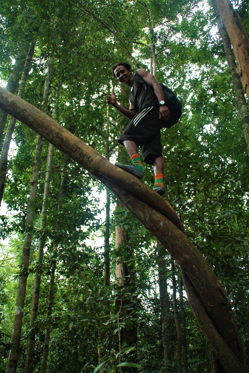 Thejungleguide - Lodges & Treks Bukit Lawang Luaran gambar