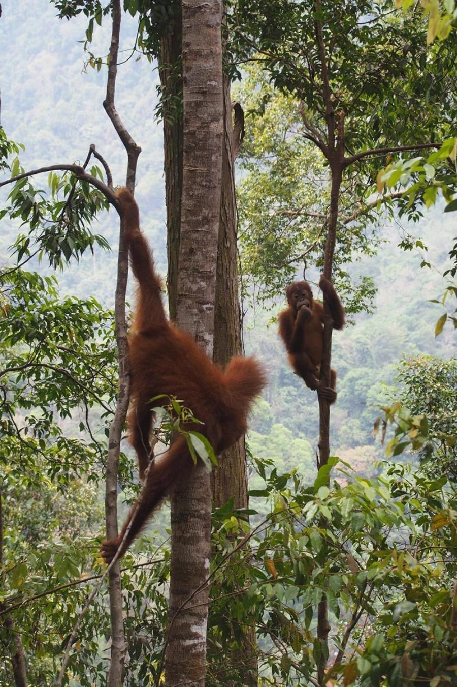 Thejungleguide - Lodges & Treks Bukit Lawang Luaran gambar