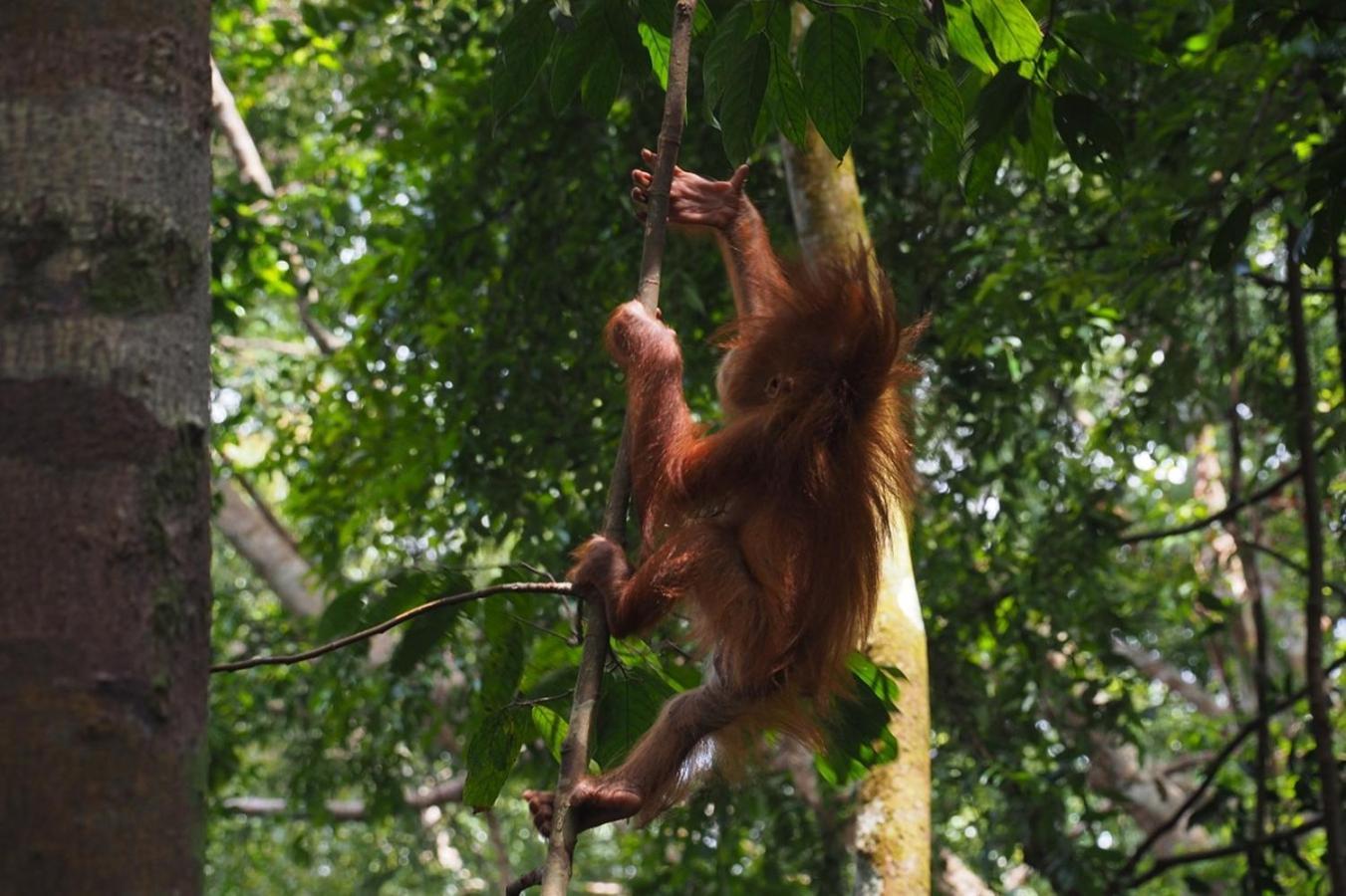 Thejungleguide - Lodges & Treks Bukit Lawang Luaran gambar